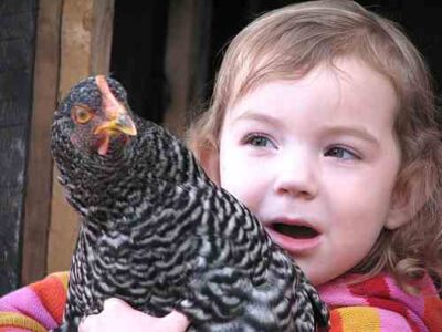 Photo of the Day: Chicken Love Image